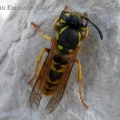 German wasp (Vespula germanica) Kenneth Noble